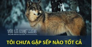 Và sau tất cả, tôi nghiệm ra một điều rằng, chả có ông sếp nào là tốt cả. Không một người sếp nào trọn vẹn được sự kỳ vọng của nhân viên